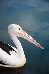 Australian Pelican portrait on glassy water