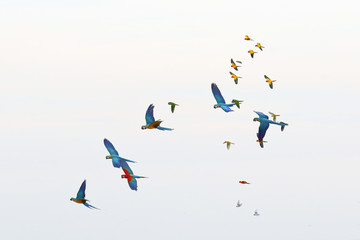 Colorful flock of parrot flying in the sky, Freedom concept