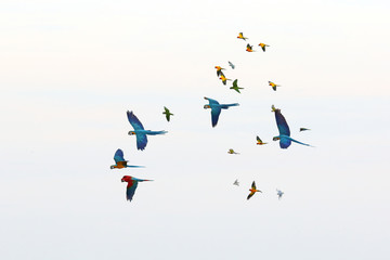 Colorful flock of parrot flying in the sky, Freedom concept