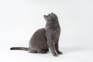 Hübsche graue Katze schaut neugierig nach oben