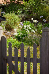 Plantes et fleurs dans un jardin privé au soleil.