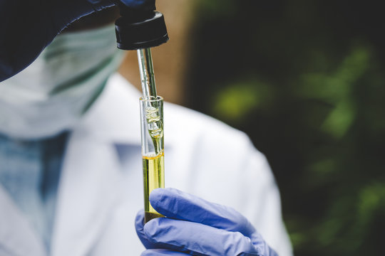 The researchers' hands are pouring hemp oil into a science glass tube. That will lead to the conceptual experiment of alternative medicine, medicine, experimental medicine research closer.