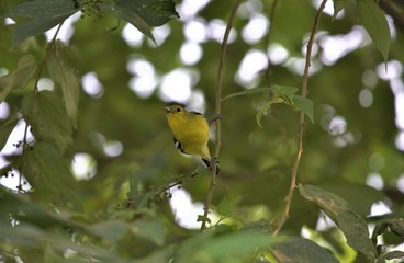 Lesser Goldfinch