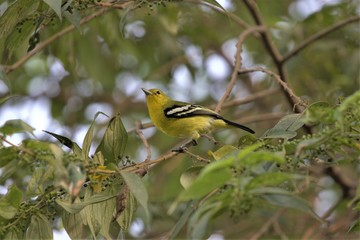 Lesser Goldfinch