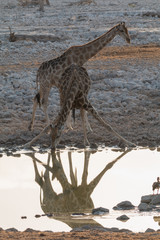 Giraffe at the waterhole during the sunset, Okaukuejo, Namibia, Africa