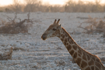 Obraz na płótnie Canvas Giraffe in the Etosha park at sunset, Okaukuejo, Namibia, Africa