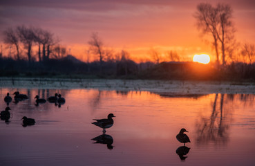 Lever de Soleil Canard