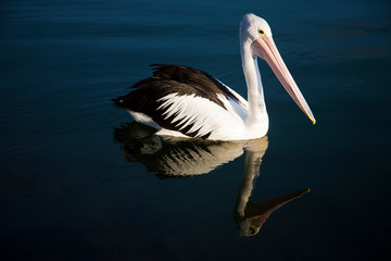 Australian Pelican portrait with reflection