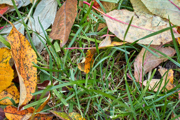 many fallen autumn leaves on green grass