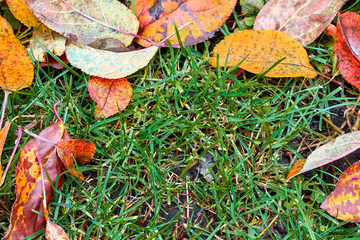 many fallen autumn leaves on green grass