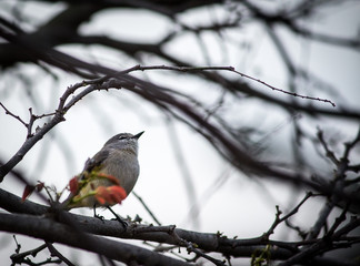 Portrait of a Bird