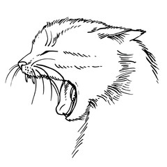 Cat hand drawn isolated on white background