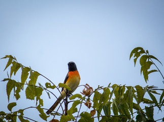 Portrait of a Bird
