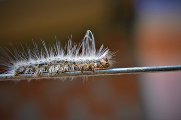 caterpillar on a blade of grass