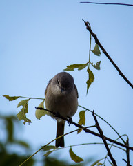 Portrait of a Bird