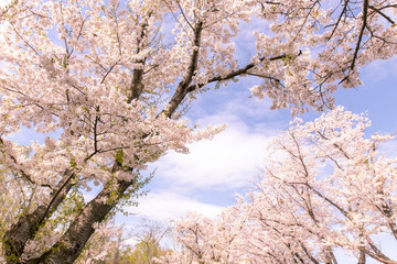 満開の桜　厚田村