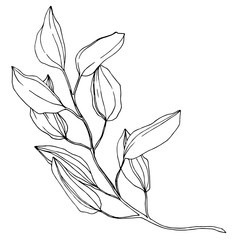 Vector Eucalyptus branch. Black and white engraved ink art. Isolated eucaliptus illustration element.