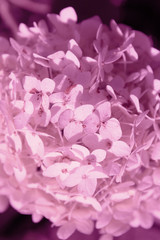 Blurred abstract nature background. Blurred shot of hydrangea flowers. Soft flowers texture. Blurred pink colors, abstract nature texture.