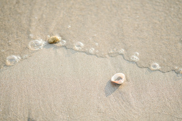 Sand surface with sea shells
