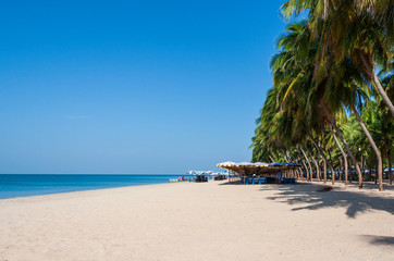 Beautiful sandy beach with row of coconut trees, colorful beach umbrellas,and beach chairs