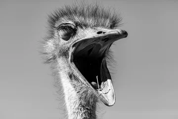Foto op Aluminium struisvogelmond in de kalahari-woestijn, Namibië, Afrika © Pierre vincent