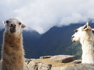 Llamas standing with a spectacular view behind it, Ruins of Inca Empire city, Machu Picchu, Peru