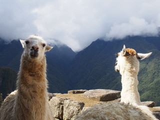 Llamas standing with a spectacular view behind it, Ruins of Inca Empire city, Machu Picchu, Peru