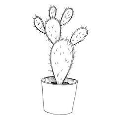 Vector Cacti floral botanical flowers. Black and white engraved ink art. Isolated cactus illustration element.