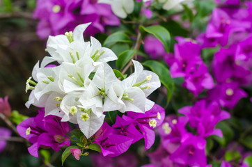 Bougainvillea Flowers in Garden
