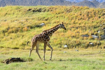 Giraffe at a zoo in Los Angeles
