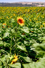 field of sunflowers