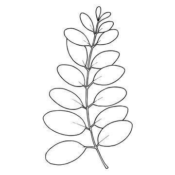 Vector Eucalyptus branch. Black and white engraved ink art. Isolated eucaliptus illustration element.