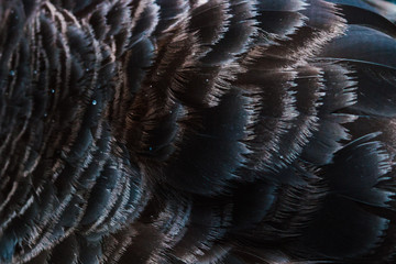 Close-up of black swan. Beautiful texture of bird feather. Fashion background.