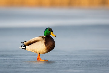 Curious male wild duck, anas platyrhynchos, standing on frosty pond in wintertime with copy space. Animal wildlife in winter at sunrise. Colorful small bird with blurred background.