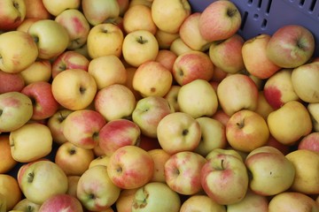 closeup of apples exposed to the market