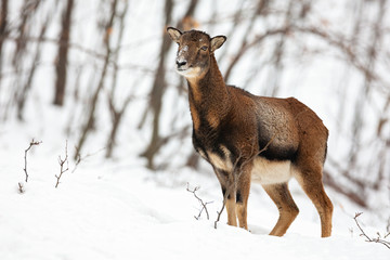 Uncertain wild female mouflon, ovis musimon, sheep standing and looking aside in forest with snow. Animal looking in wintry wilderness with blurred background.