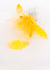 Obraz premium Frozen flowers. blossoms in the ice cube.