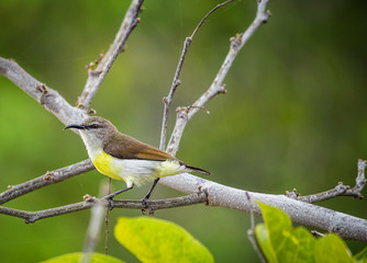 Portrait of a Bird