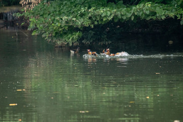 オシドリの闘い