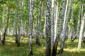 Green summer birch forest background texture