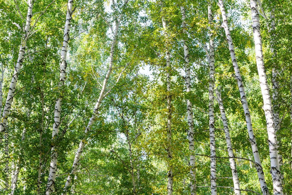 Wall mural green summer birch forest background texture