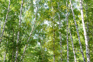 Obraz premium Green summer birch forest background texture