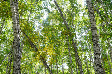 Green summer birch forest background texture