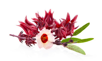 roselle hibiscus with leaf on white background © supamas