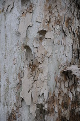 corteccia  maculata