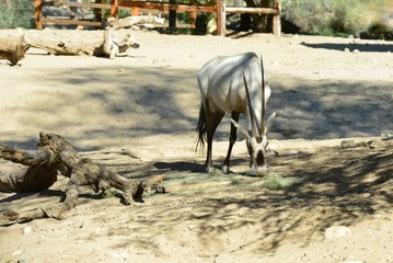 An Arabian Oryx in a zoo in Ameirca