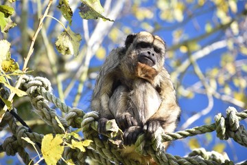 Funny howler monkeys at the zoo