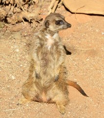 Meerkat at a zoo in Los Angeles