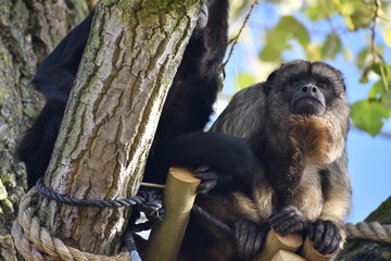 Funny howler monkeys at the zoo