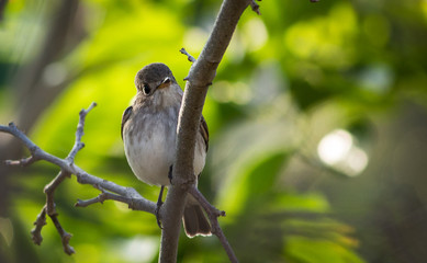 Portrait of a Bird